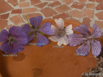 Renardii-Blüten