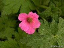 Geranium oxonianum Wageningen