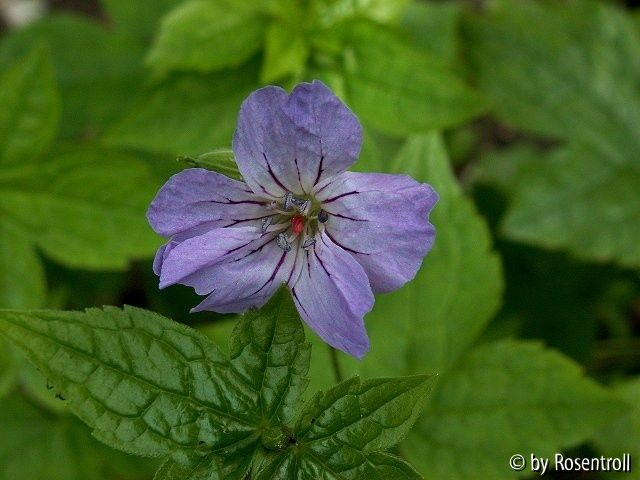 Geranium nodosum Sveltic Lilac