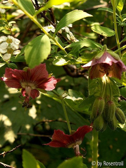 Rose Madder