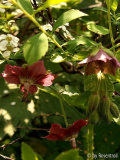 Rose Madder