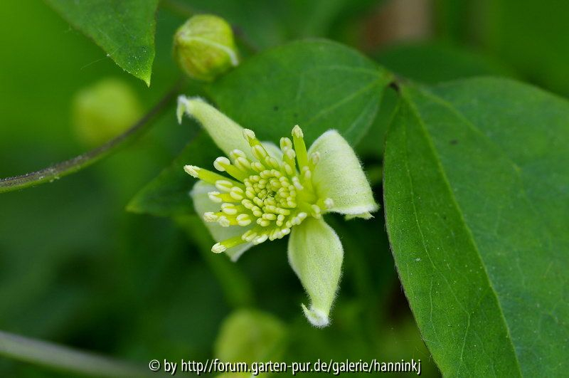 Clematis haenkeana