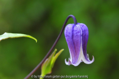 Clematis 'Sophie'