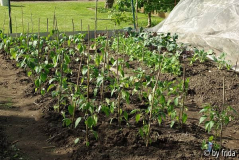 paprika2009.jpg