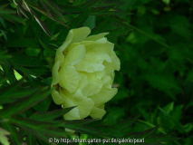 Paeonia lutea