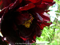 Paeonia lutea 'Black Panther'