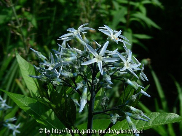 Bright Blue Star