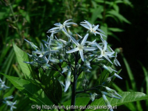 Bright Blue Star