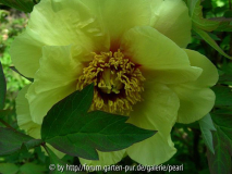 Paeonia lutea 'Roman Gold'