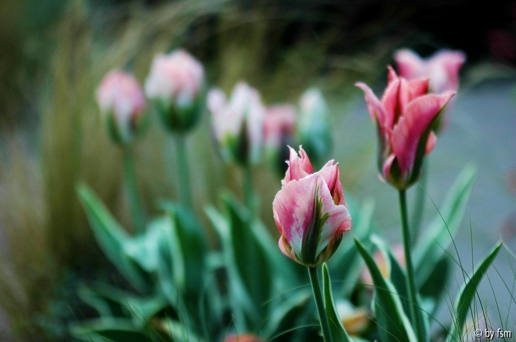 Tulipa X 1 08-05-2009