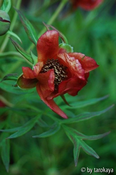 p.delavayi ssp. angustiloba