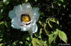 p.rockii ssp. rockii