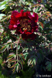 p.rockii ssp. rockii 'gansun mudan'