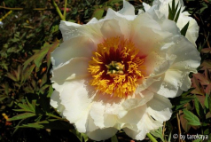 p. lutea 'hélène martin'