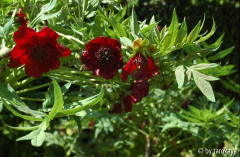 p.delavayi