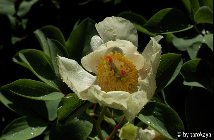 p.mlokosewitschii