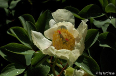 p.mlokosewitschii