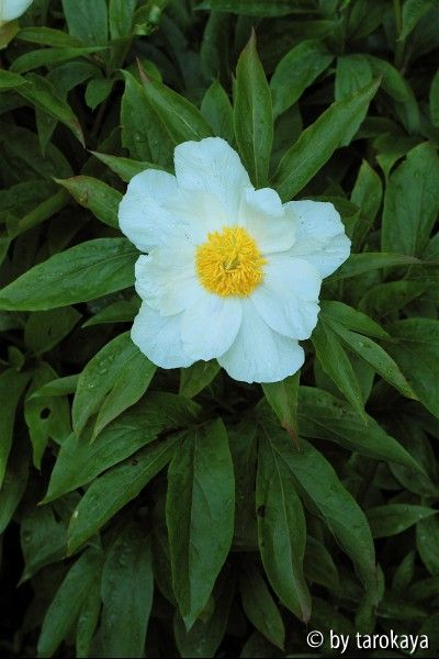 p.emodii ssp. emodii