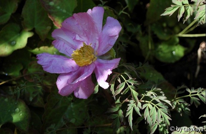 p.decomposita ssp. rotundiloba
