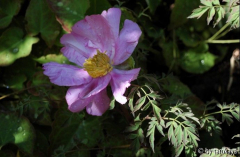 p.decomposita ssp. rotundiloba