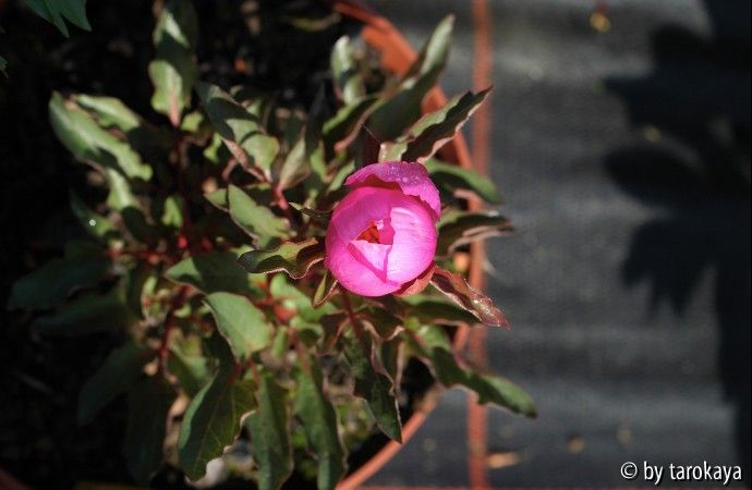 p.cambessedessii