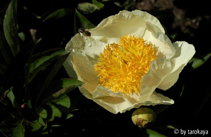 claire de lune
