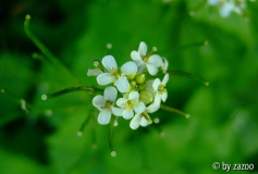 U 14 Blüte