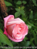 maman cochet beales