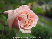 mme bérard 09
