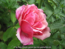 beauté inconstante 09