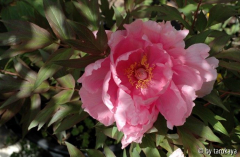 rosa unbekannt