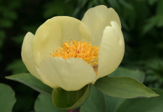 Paeonia daurica ssp mlokosewitchii - Absaat