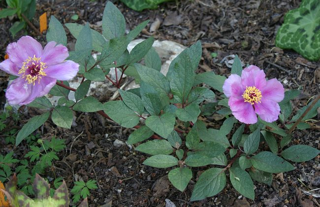 Paeonia cambessedesii