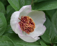 Paeonia obovata II