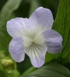 Viola elatior - Blüte