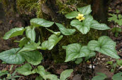 Viola hastata