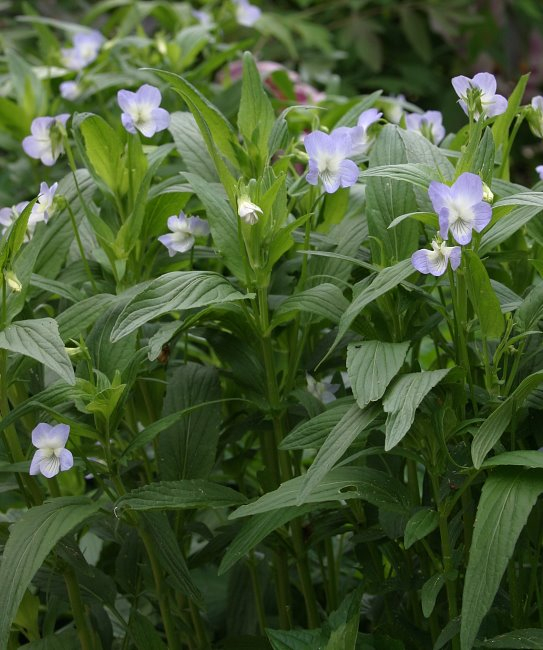 Viola elatior - Habitus