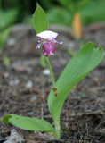 Cypripedium guttatum