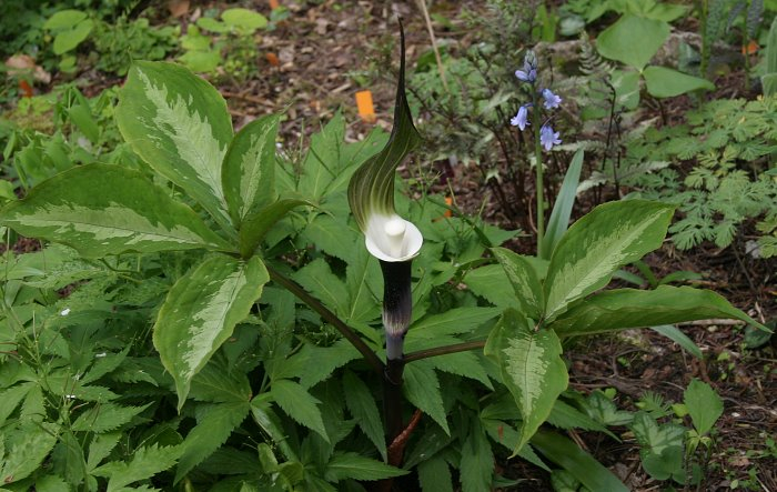 Arisaema sikokianum