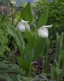 Cypripedium macranthum 'Album'