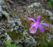 Pleione limprichtii