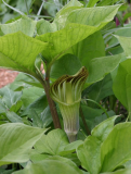 Arisaema amurense - dunkler Typ