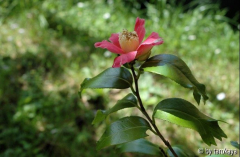kinju tsubaki09