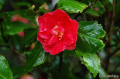 holly bright09