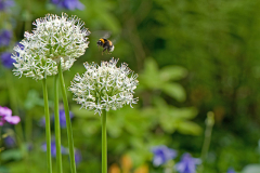 Juhuu eine Hummel