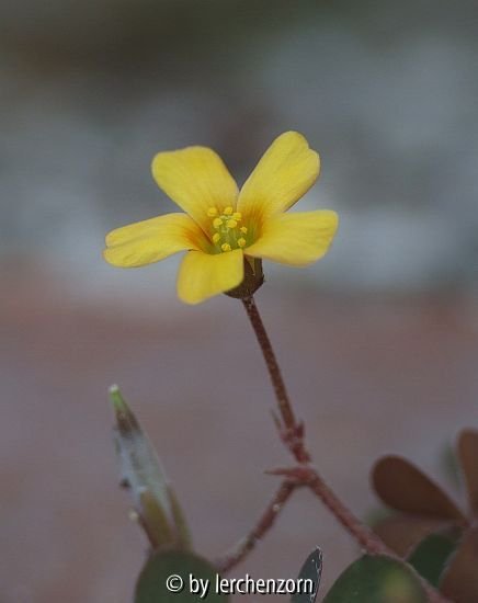 Horn-Sauerklee (Oxalis corniculata var. atropurpurea)