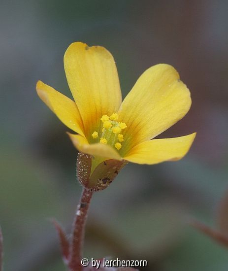 Horn-Sauerklee (Oxalis corniculata var. atropurpurea)