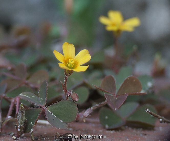 Horn-Sauerklee (Oxalis corniculata var. atropurpurea)