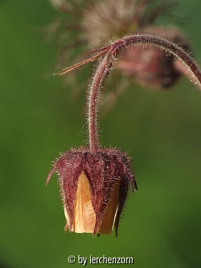 Bach-Nelkenwurz (Geum rivale)