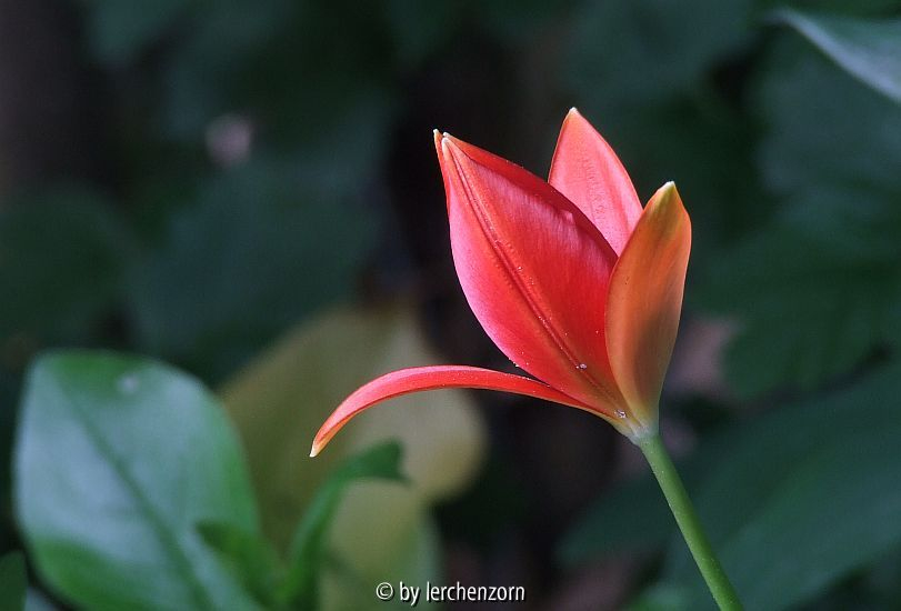 Sprengers Tulpe (Tulipa sprengeri)